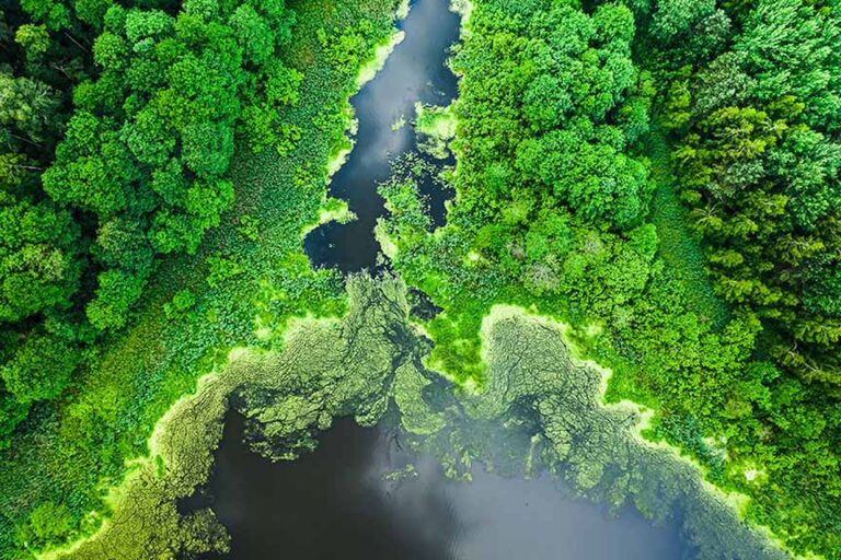 beautiful-green-algae-on-the-lake-in-summer-flyin-2022-04-05-07-26-18-utc-1